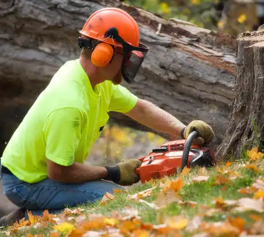 tree services Dodge